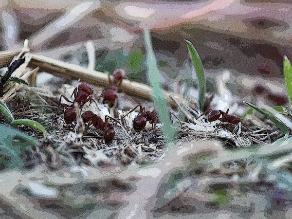 antz