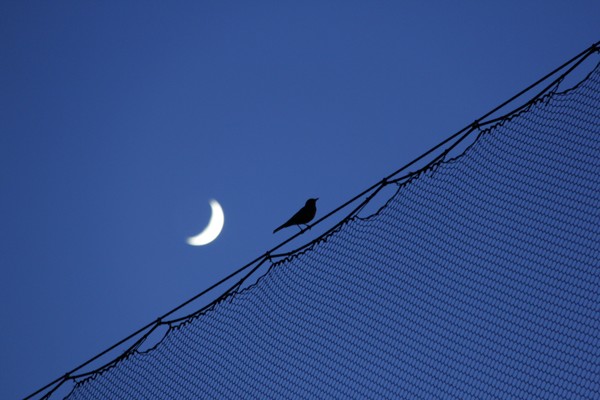 Bird on a wire