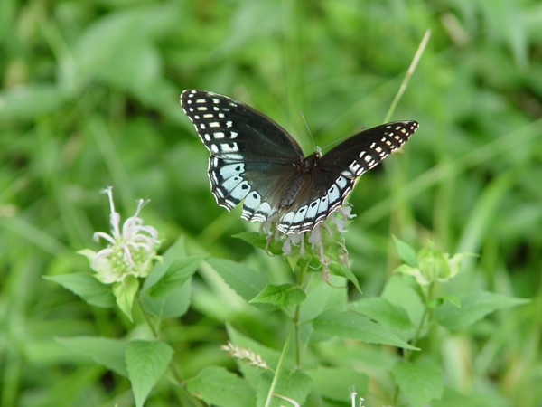 Black & Blue
