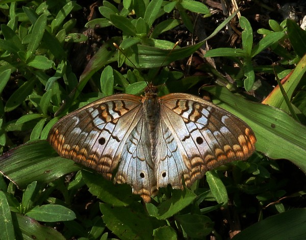 Skipper Butterfly 2