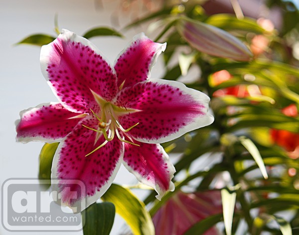 Lily, Star Gazer , ne1173