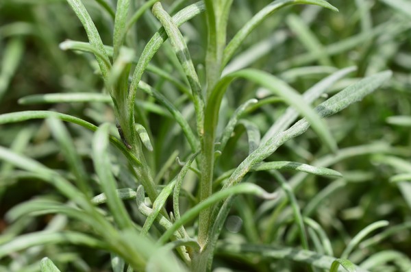 Curry Plant - close up