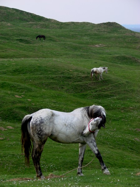 Perspective with horses