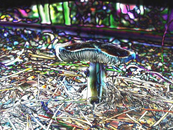 lone mushroom