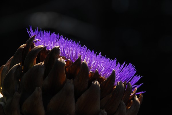 The Regal Artichoke