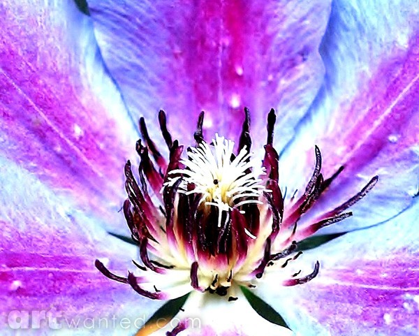 SANCTAURY OF A FLOWER
