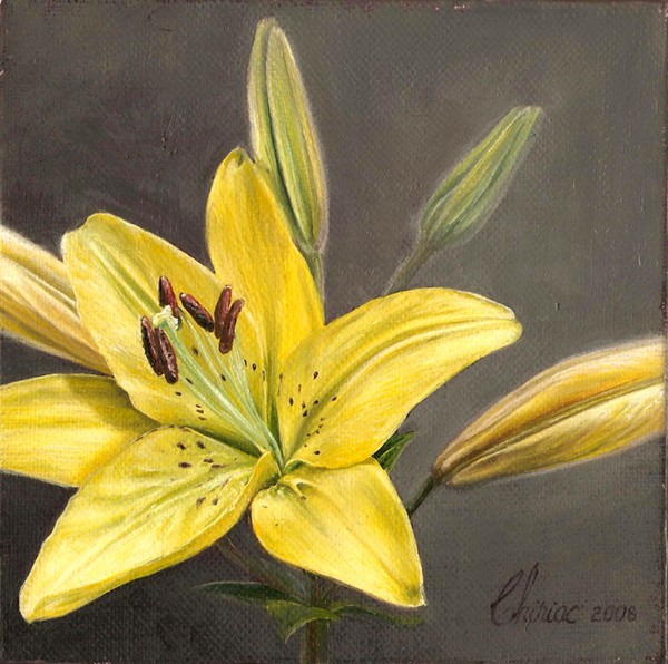 Yellow lily