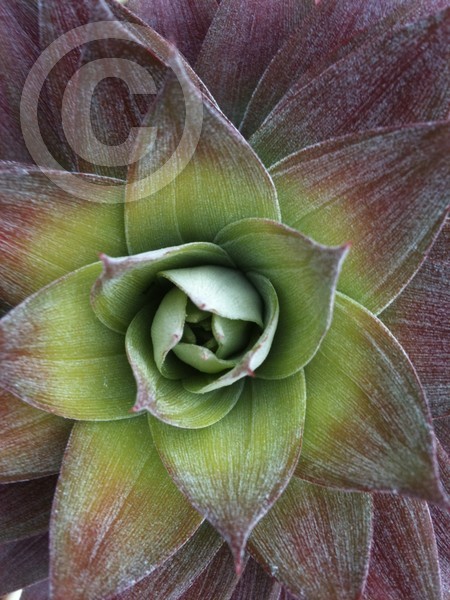 Purple Pinapple