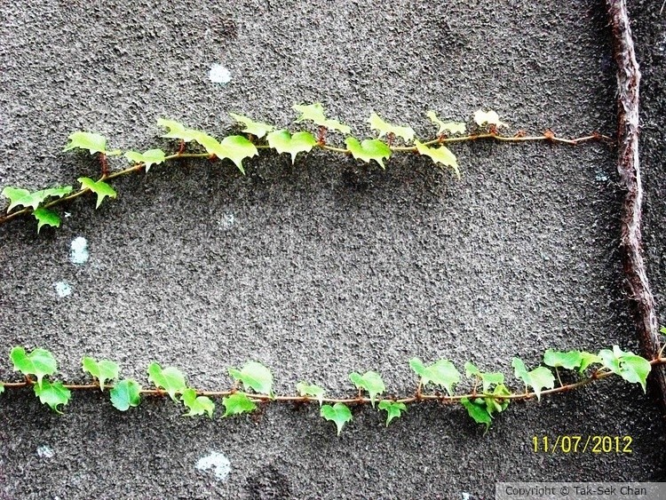 Japanese Ivy (Parthenocissus tricupidata)  11-07-2012