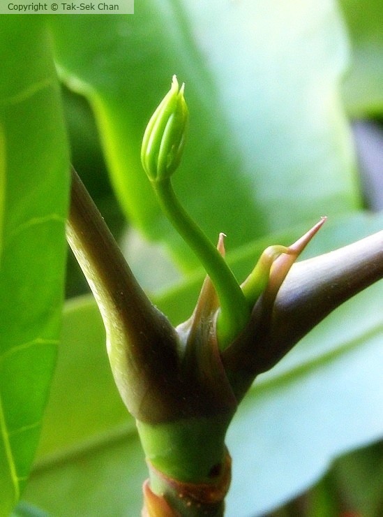 New branches of our Fortune Tree (Pachira aquatica) May 2023