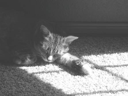 Cat Nap