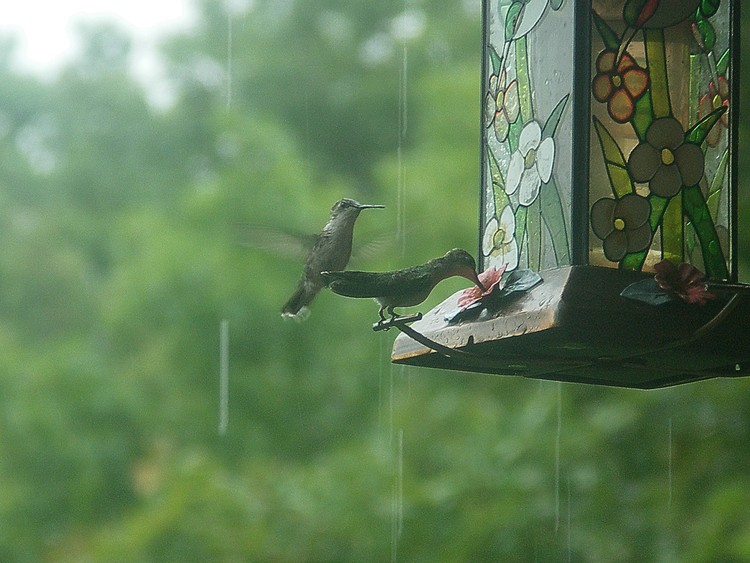 Rain Birds