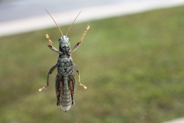 Grasshopper