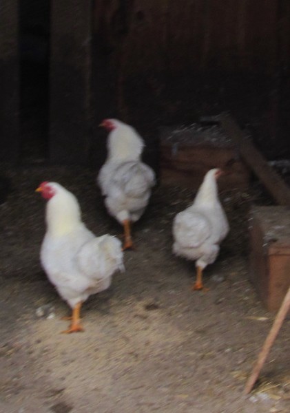 white chickens