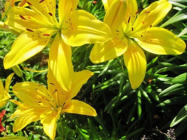 The joy of Yellow