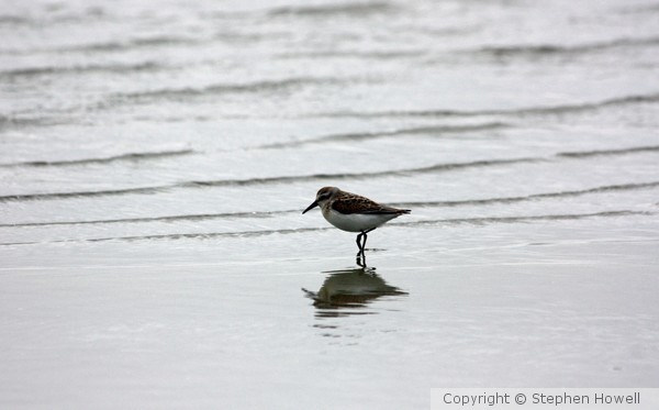 Lonely Wader