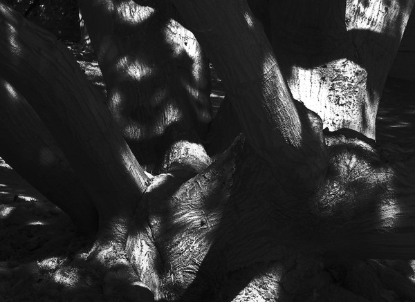 trees and shadows