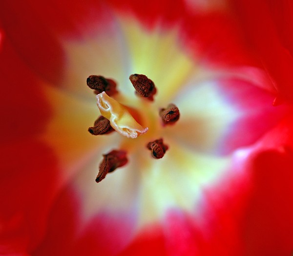 Inner Beauty