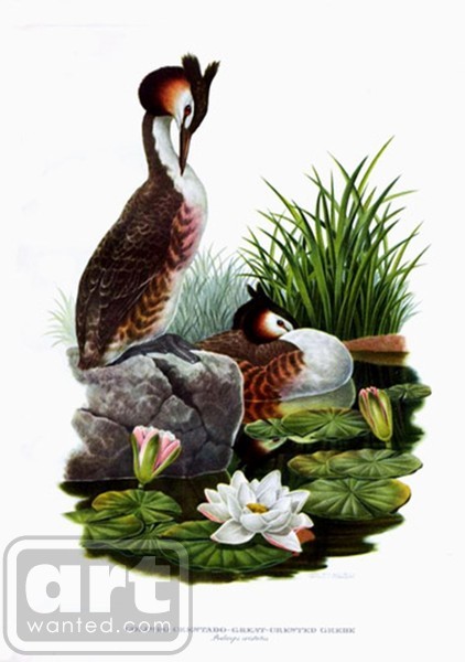 Crested Grebe