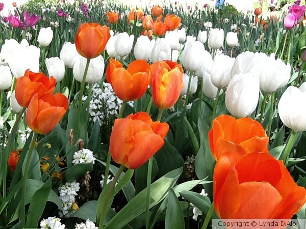 Dreamsicle Orange and Ivory Tulips