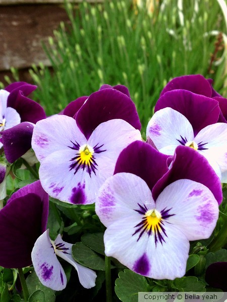 pansy group