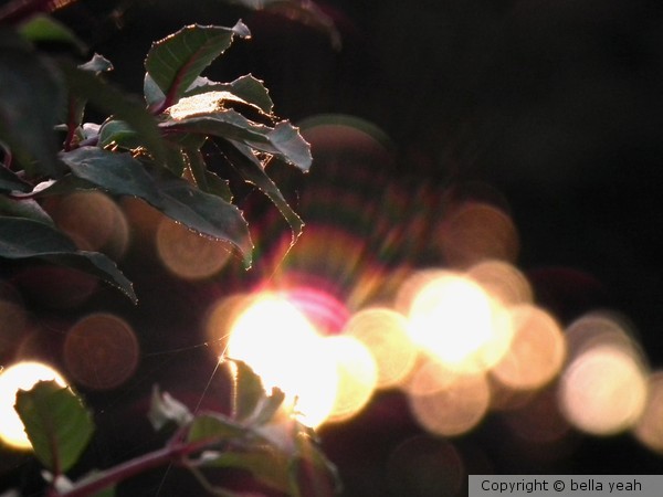 sunset through the leaves