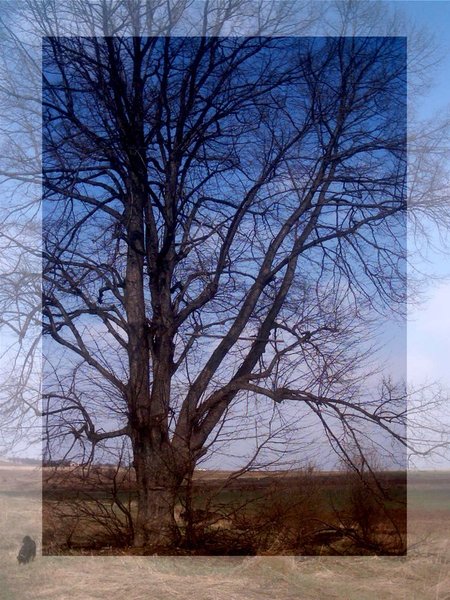 tree