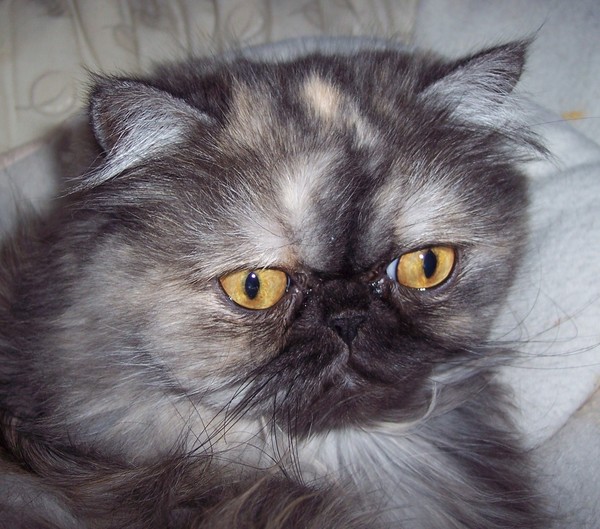 Tuna Kitty