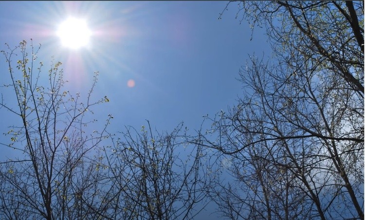 Dunnville Forest 12