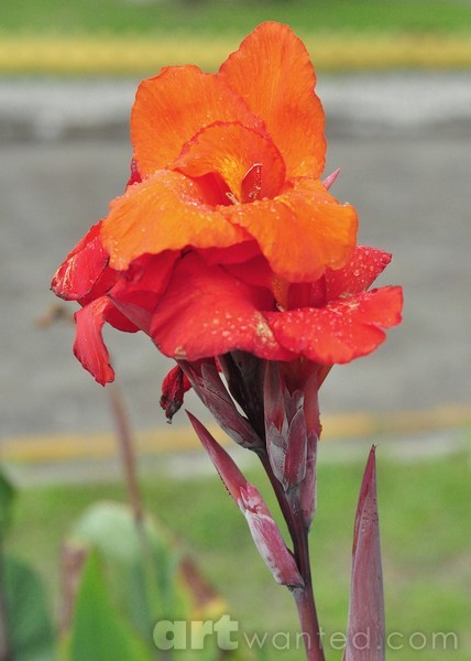 the flower at the street