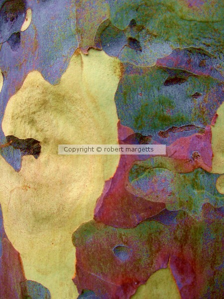 colors of bark