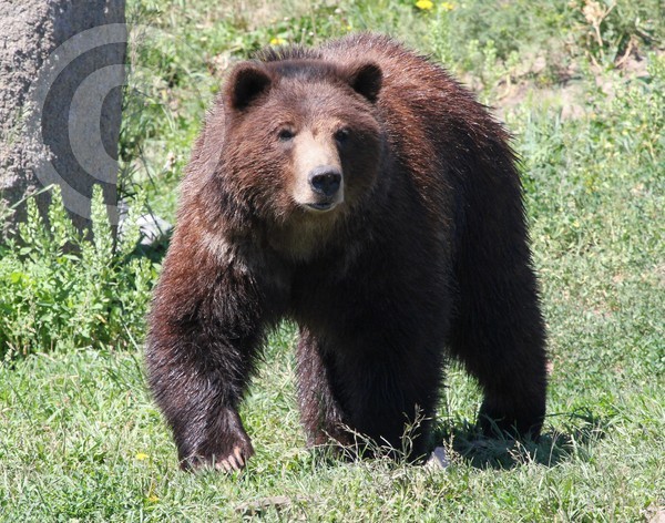 Montana Grizzly