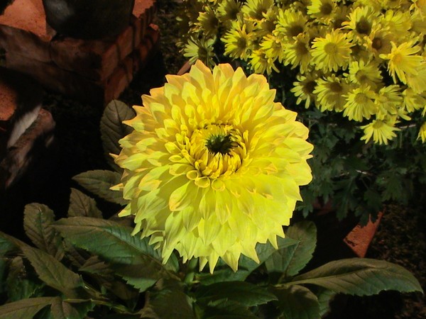 yellow flower