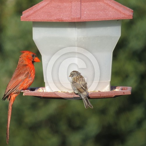 Cardinal bird