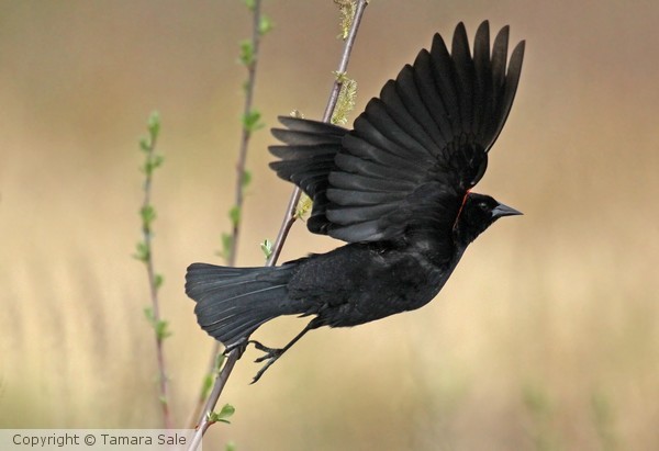 Redwing Takes Flight