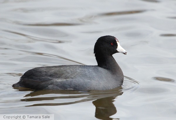 Coot