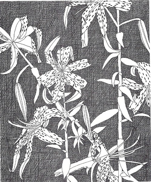 Tiger Lillies