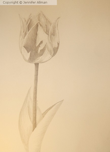 Single Tulip