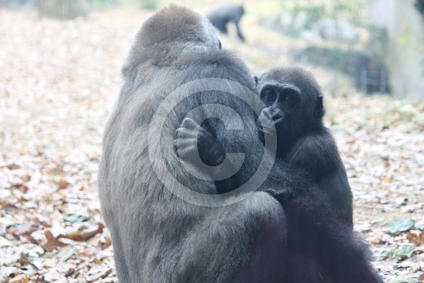 Mother & Child