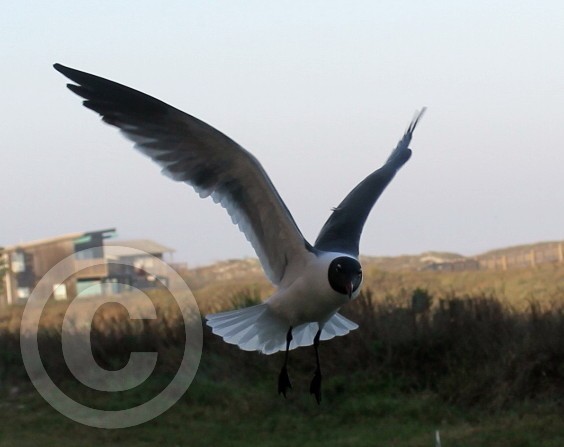 seagull1