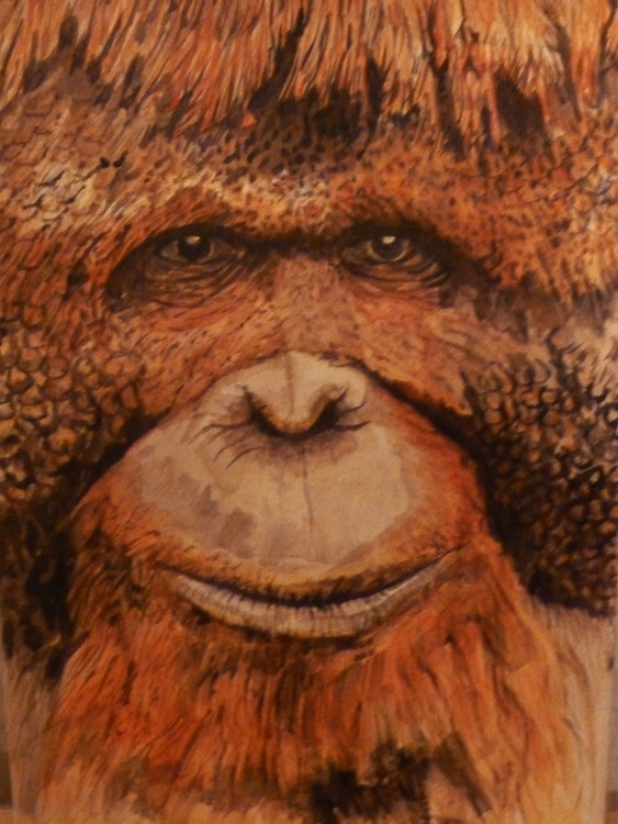 Orang - Utang
