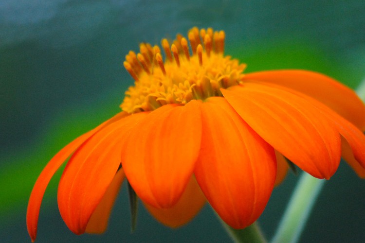 Evening Orange