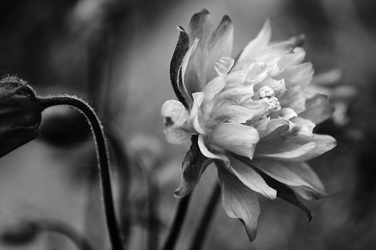 Columbine Study in Black and White