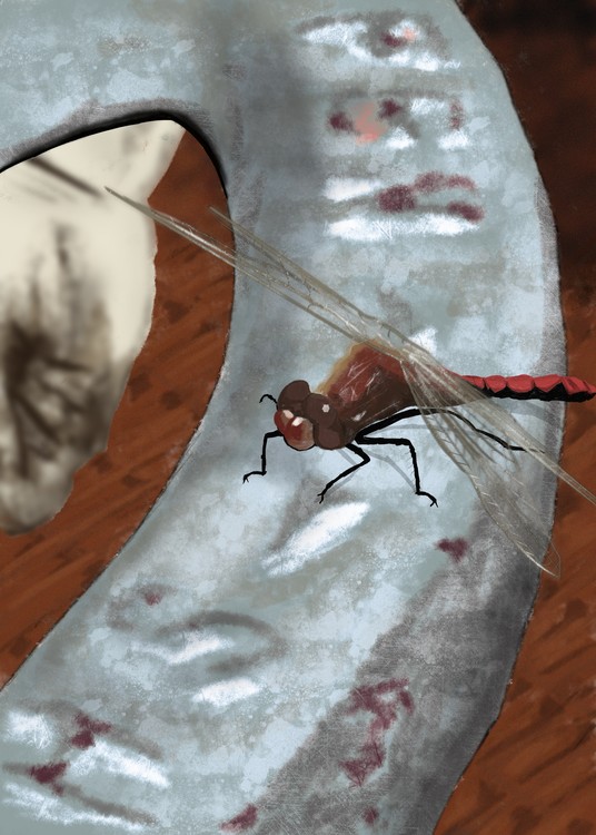 Dragonfly