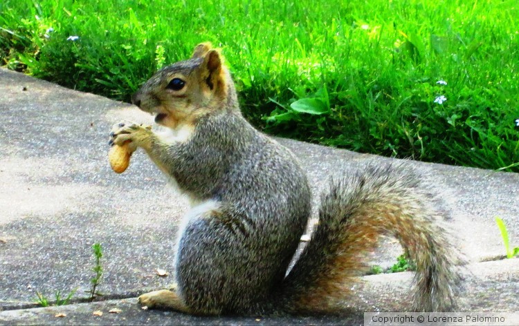 Bit A Peanut