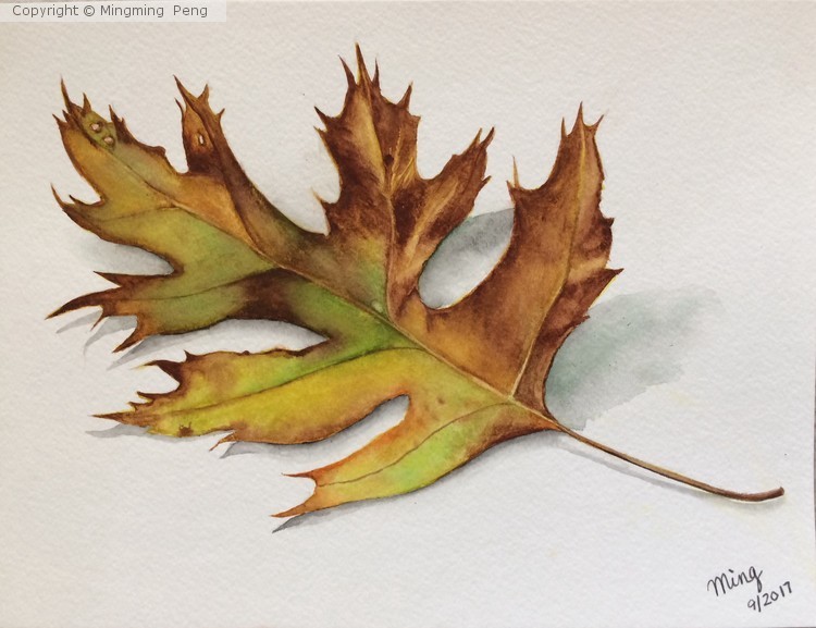 Fall leave 