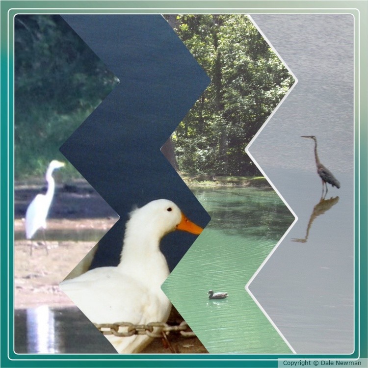 Collage of birds