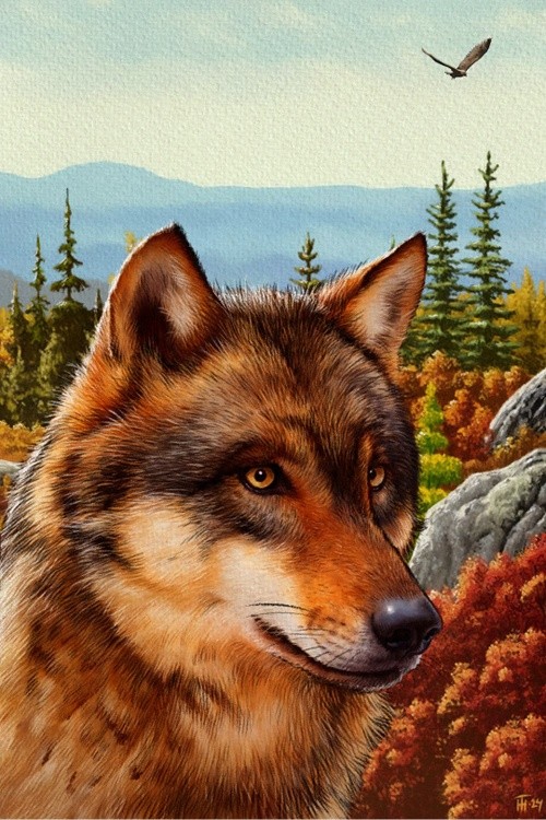 Wolf in Lapland