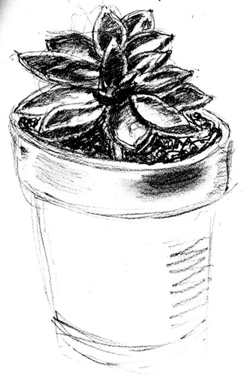 Jade Plant Sketch
