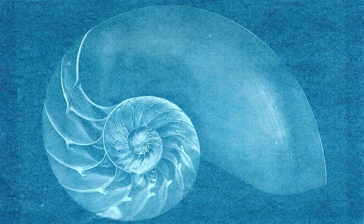 Nautilus Cyanotype